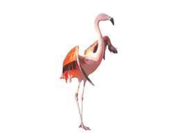 sobreposição de estoque pequeno pássaro flamingo voando em direção a espalhar suas asas e penas no branco. foto