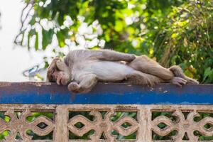 macaco dormindo em a cerca foto