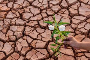 pequeno flor plantar crescendo dentro seco solo com mão foto