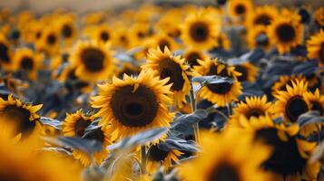 campo do girassóis balançando suavemente dentro a brisa, seus brilhante amarelo pétalas virou para a Sol foto