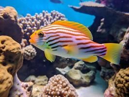 peixe é natação entre a coral recife foto