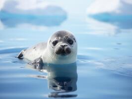 foca dentro inverno país das maravilhas foto