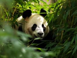 panda emergente a partir de denso bambu matagal foto