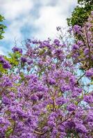 florescendo jacarandá. fechar acima. Brisbane, Austrália foto