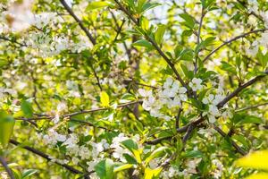 branco cereja florescer, lindo flores dentro a Primavera temporada. foto