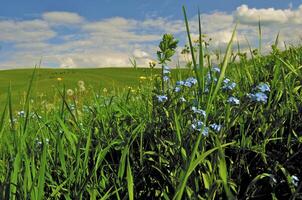 selvagem flor dentro a montanhas foto