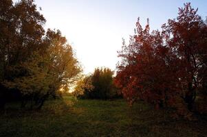 outonal árvores em a pôr do sol para dentro parque foto