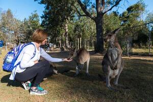 lindo menina com canguru dentro a nacional parque, Brisbane, Austrália foto