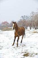 cavalo inverno dentro a tarde em andar foto