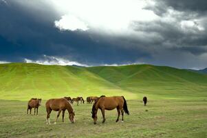 rebanho do a cazaque cavalo, isto é Alto dentro montanhas para perto almaty foto