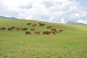 rebanho do a cazaque cavalo, isto é Alto dentro montanhas para perto almaty foto