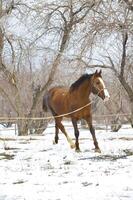 cavalo inverno dentro a tarde em andar foto