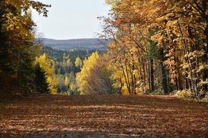 uma estrada rural no outono foto