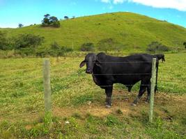 touro preto isolado no cenário de pastagens verdes. pecuária brasileira foto