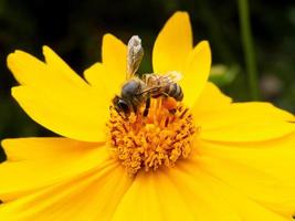 closeup abelha polinizando flor amarela em lindo jardim foto