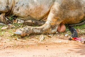 pé vacas em repouso debaixo a árvore foto