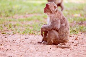 solitário macaco sentado em a Relva foto