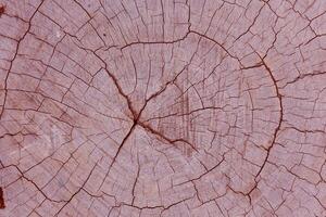 textura de madeira antiga foto