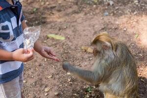 macaco levando Comida a partir de Garoto mão foto