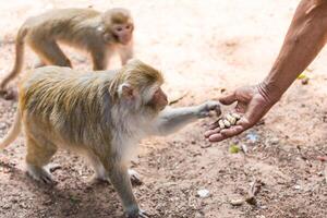 macaco levando Comida a partir de humanos mão foto