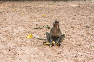 macaco senta em a areia foto