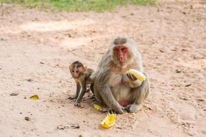 mãe macaco e bebê macaco senta em a areia foto