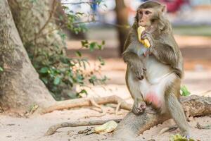 macaco senta em a árvore e come banana foto