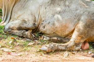 pé vacas em repouso debaixo a árvore foto