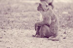 solitário macaco sentado em a Relva foto