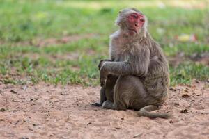 solitário macaco sentado em a Relva foto