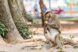 macaco senta em a árvore e come banana foto