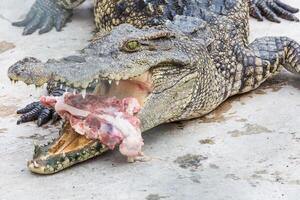 crocodilo comer carne foto