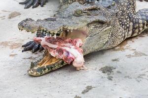 crocodilo comer carne foto