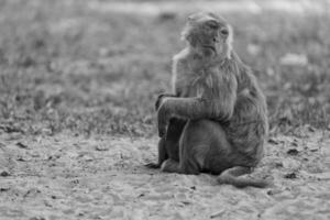 solitário macaco sentado em a Relva foto