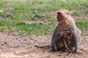 mãe macaco e bebê macaco foto