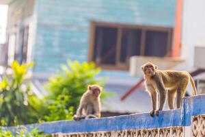 macaco em cerca foto