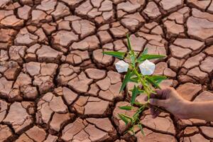 pequeno flor plantar crescendo dentro seco solo com mão foto