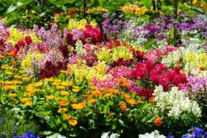 flor festival dentro muitowoomba, qld, Austrália. foto