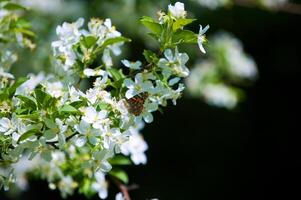 borboleta vanessa Io em maçã árvore Flor foto