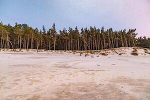 branco areia dunas com ampla pinho árvores crescendo em eles às a báltico mar foto