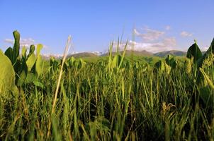 selvagem flor dentro a montanhas foto