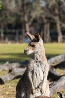 canguru dentro a nacional parque, Brisbane, Austrália foto