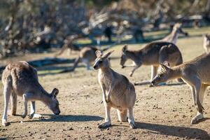 cangurus dentro Filipe ilha animais selvagens parque foto