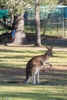 canguru dentro a nacional parque, Brisbane, Austrália foto