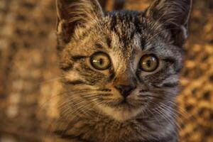 pequeno metade procriar gato cachorro foto