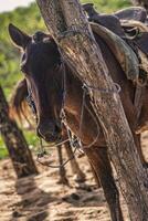 cavalo amarrado a uma árvore 6 foto