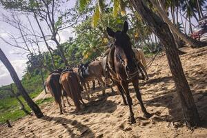 cavalos amarrados em um grupo 2 foto