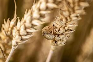 macro do Caracol em país campo Espinho foto