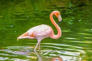 Rosa flamingos empoleirado dentro uma lagoa 5 foto