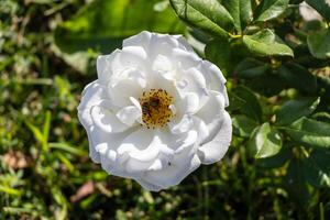 macro foto do uma abelha em uma branco flor